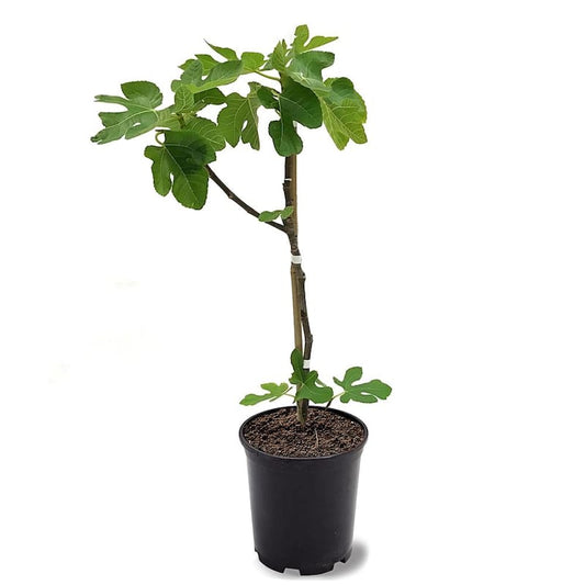 #1 Pot Brown Turkey Fig Tree